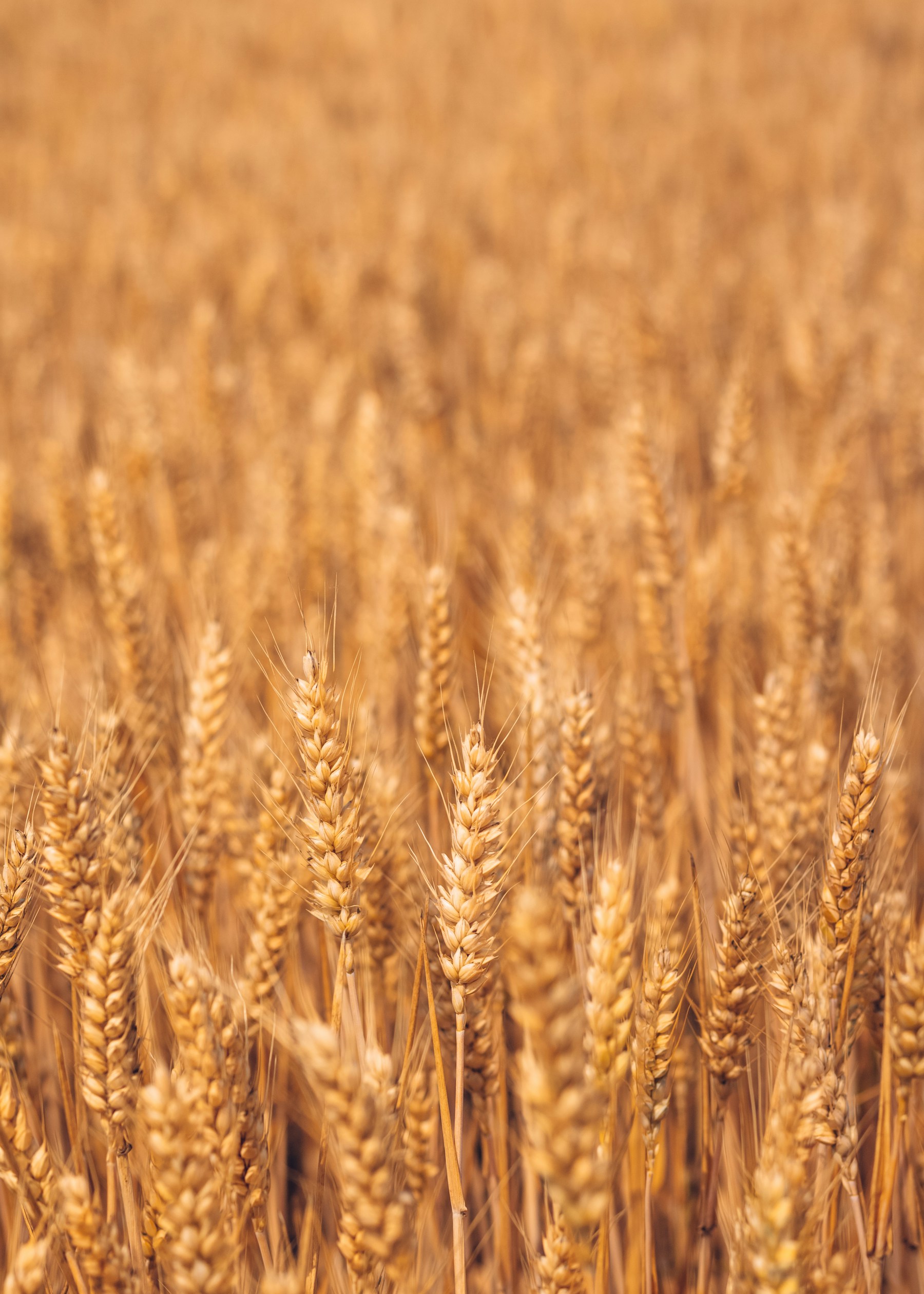 Commodities supply chain products