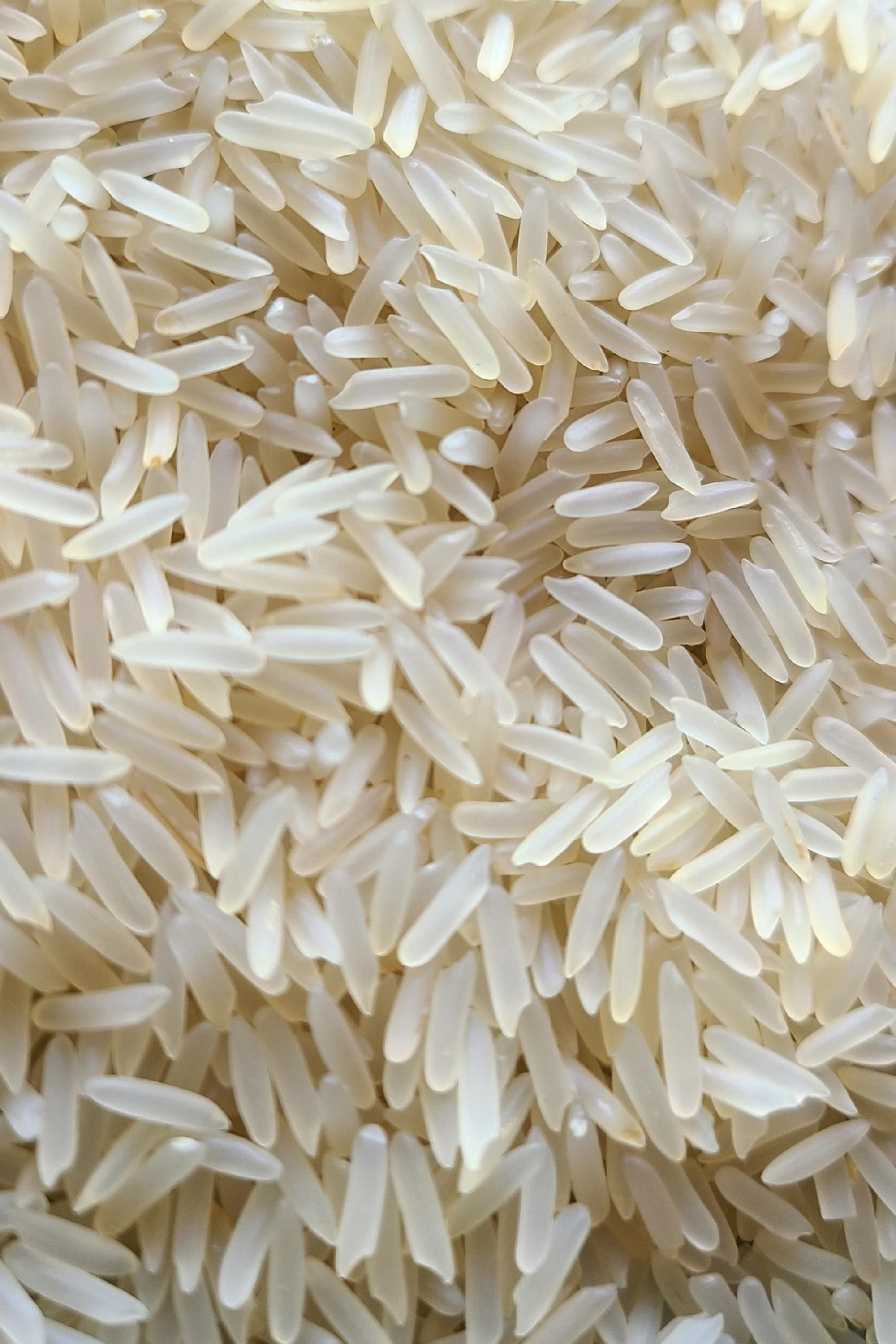 Rice crop — bulk rice commodity supply