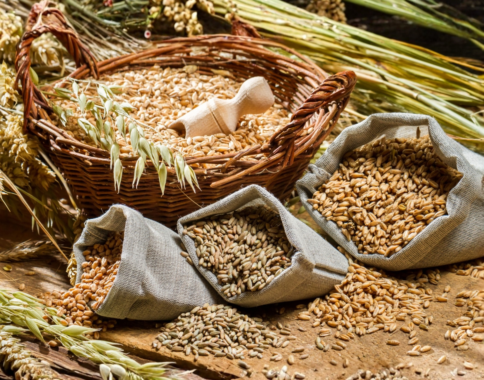 Grains and cereals commodity supply